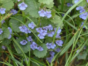 Non-native plants not all bad for ecosystem